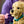 LEGO Icons Golden Retriever Puppy για 18+ Ετών 2102τμχ (11384)