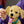 LEGO Icons Golden Retriever Puppy για 18+ Ετών 2102τμχ (11384)